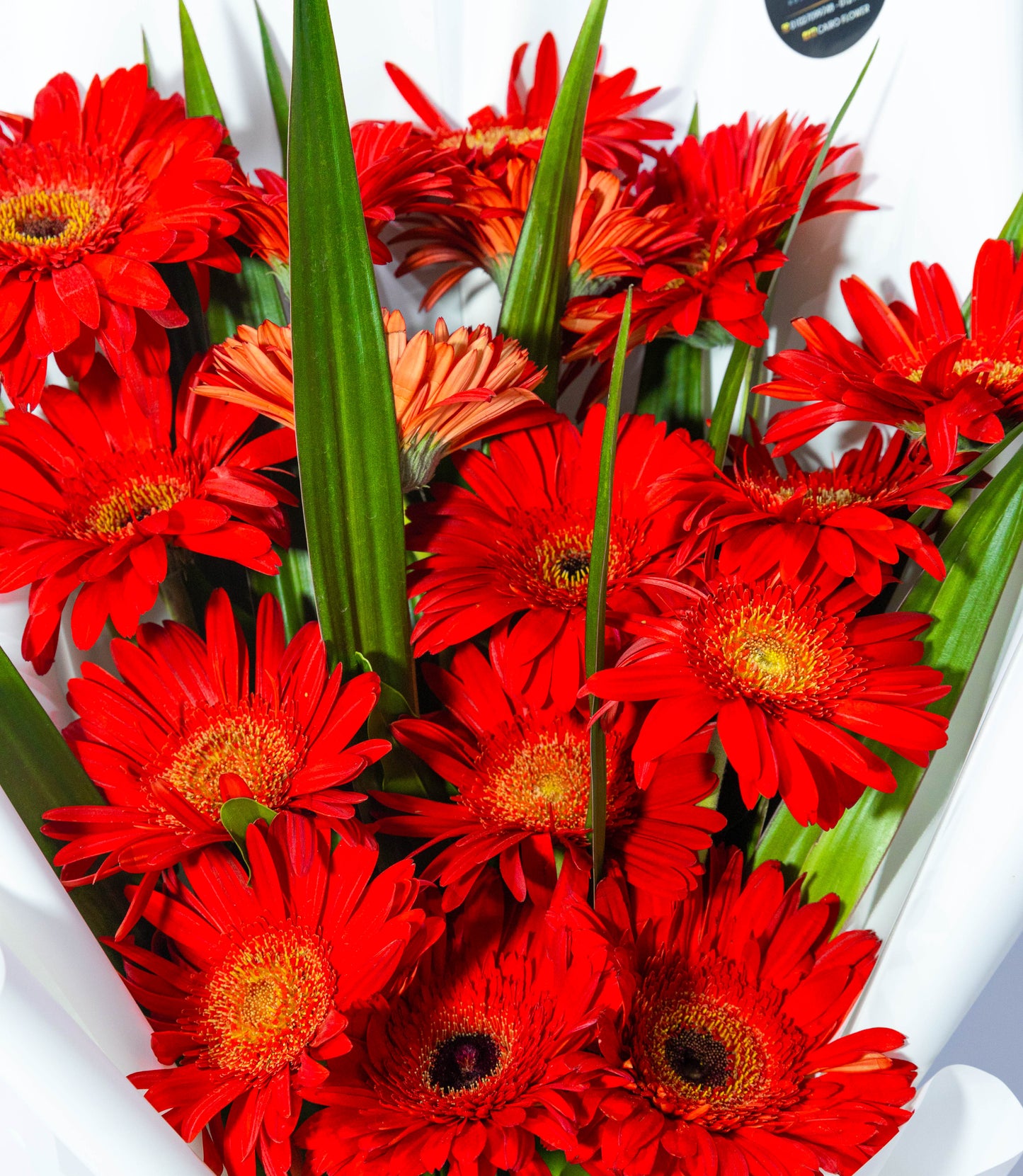 Bold & Beautiful – Red Gerbera Hand Bouquet