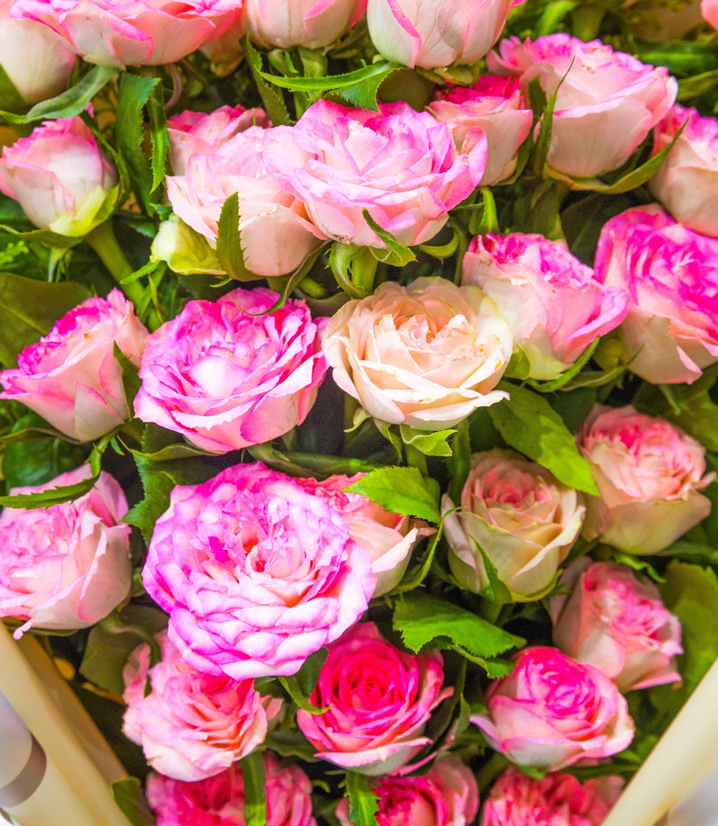Blush Charm β Pink Rose Bouquet
