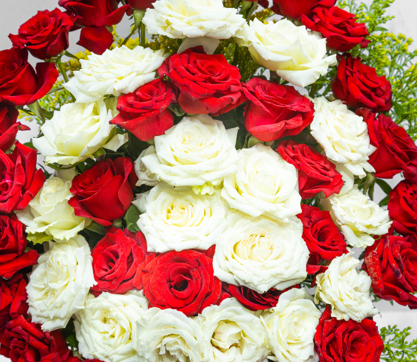 Royal Glory β Premium Red & White Roses